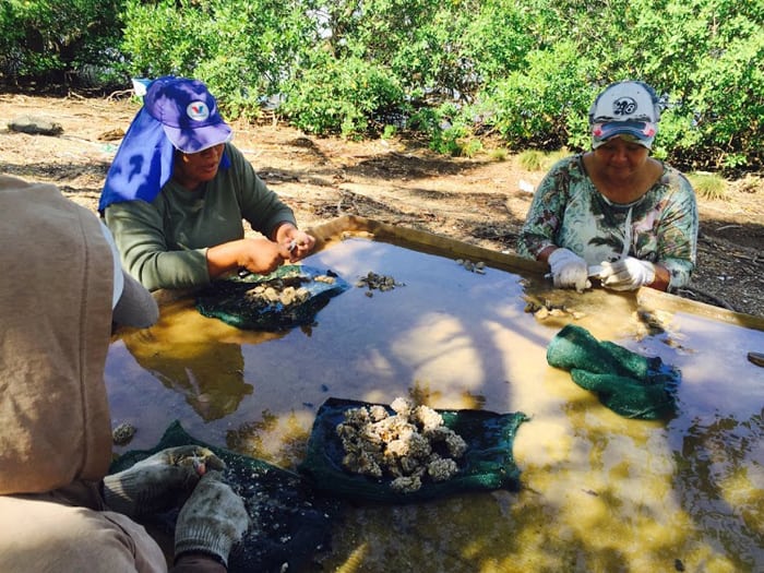 Workers scrape barnacles off of oysters with knives to prepare to sell them in local markets.