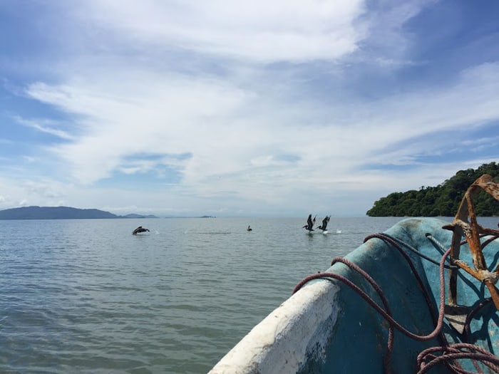 Some pelicans spotted during the 45-minute boat ride from Puntarenas to Isla de Chira.