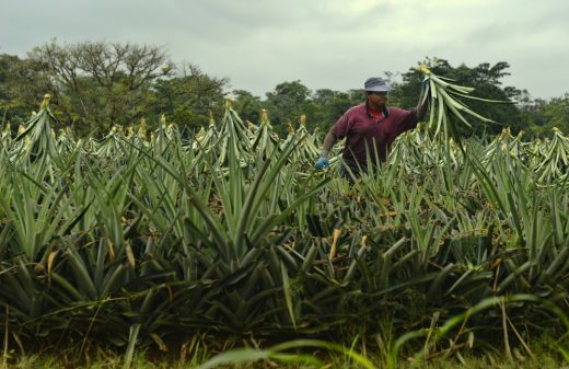 Farmers protest in Costa Rica asking for debt relief