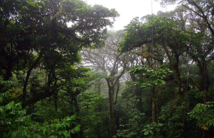 Climate change, cloud forest in Costa Rica