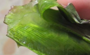 Fresh aloe vera gel in Costa Ria