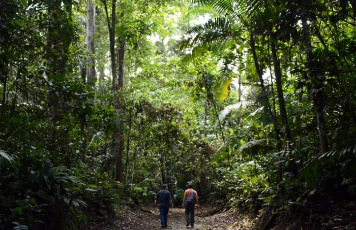 La Selva Biological Station. Sarapiquí, Heredia.