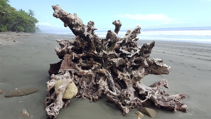 Driftwood on the beach at Carate.