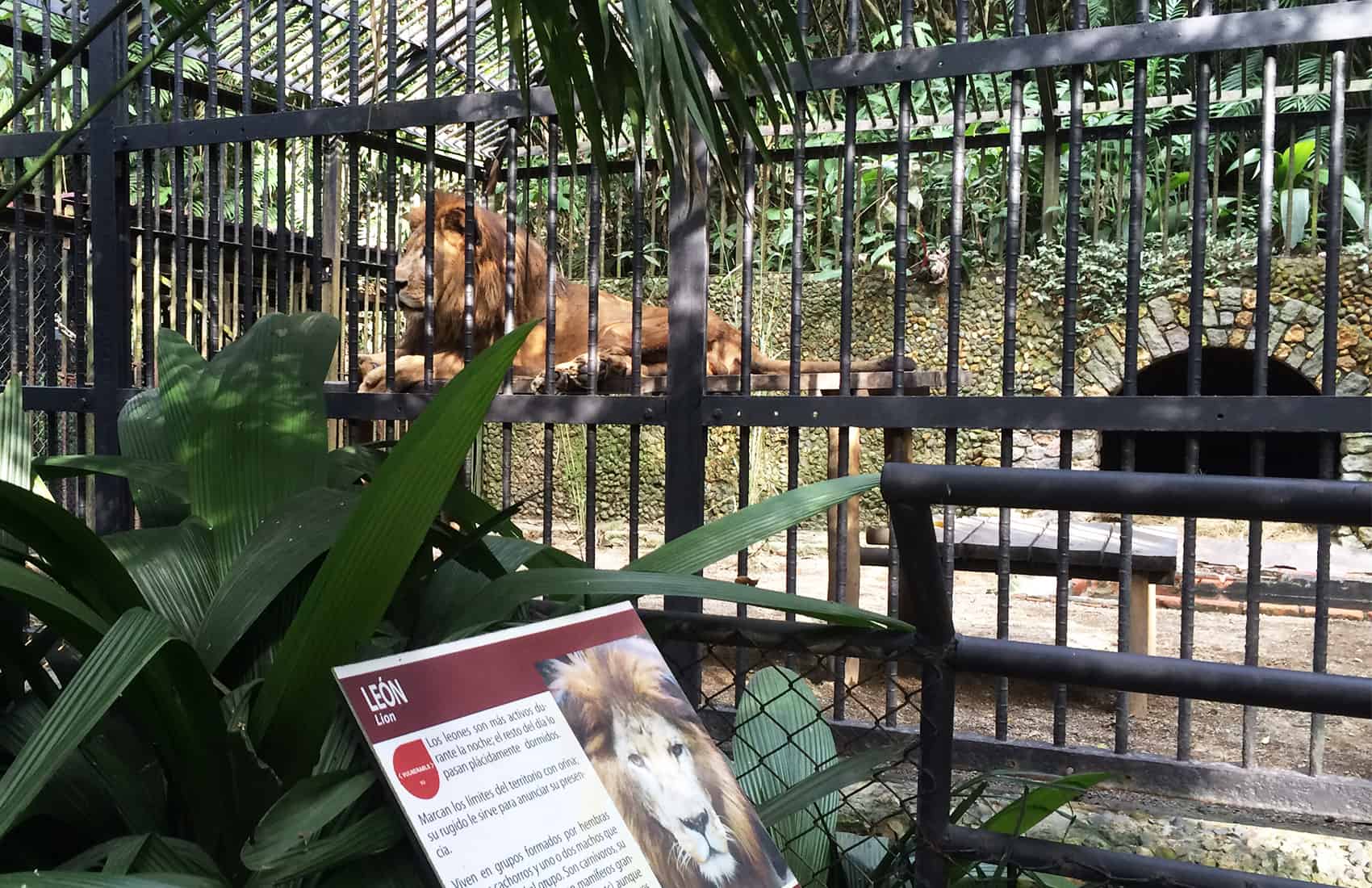 Kivú the lion at Simón Bolívar Zoo in San José, Costa Rica.