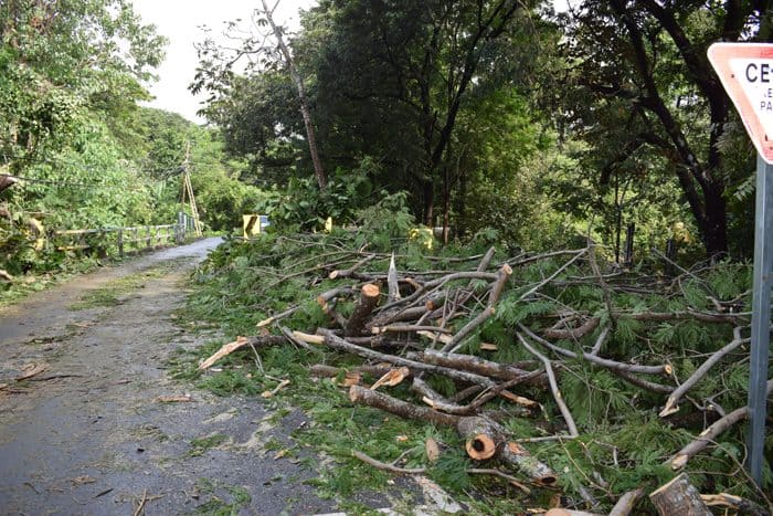 Branches from a tree cleared from a one-lane bridge in Potrero.