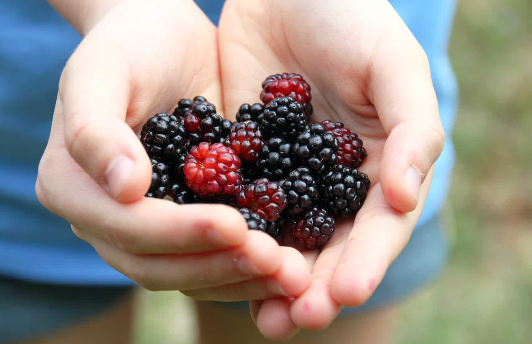 Blackberries, cancer research