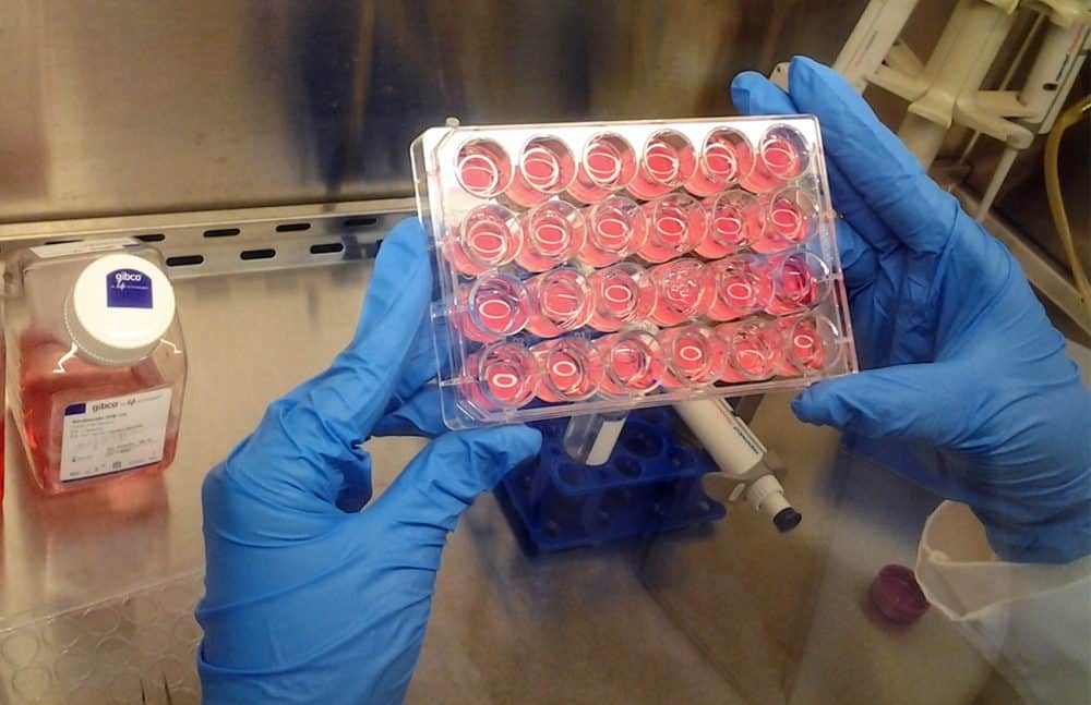 Costa Rican researchers look to beat cancer with blackberries