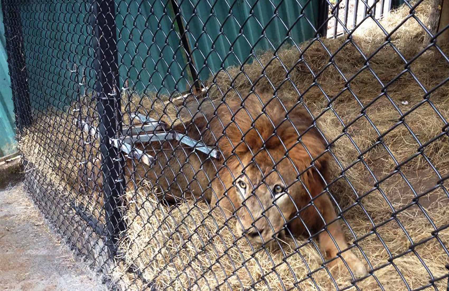 Kivú the lion at Zoo Ave Dec. 06 2016.