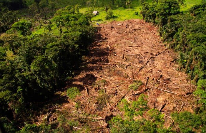 Logging in Costa Rican border territory.