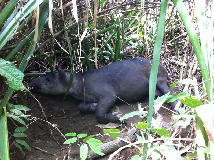 A male tapir snoozing in the shade near the beach.