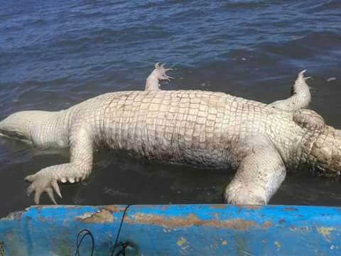 Dead crocodile nicoya