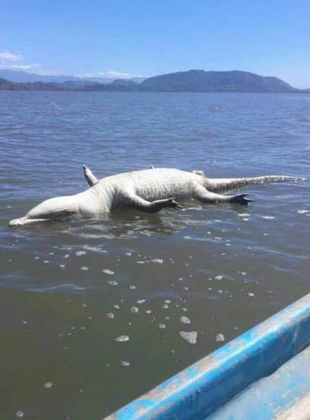 Dead crocodile nicoya