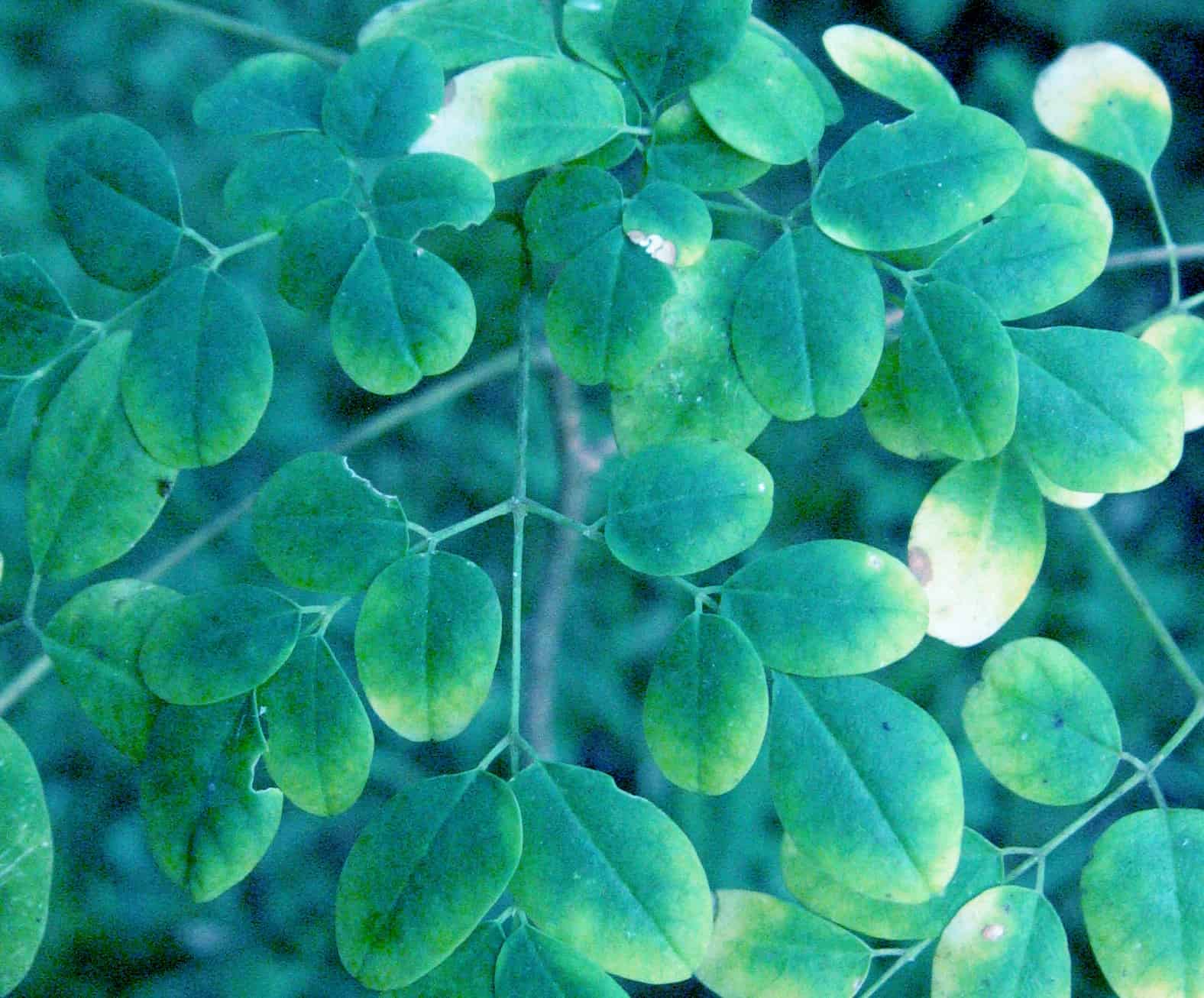 Moringa Plant in Costa Rica