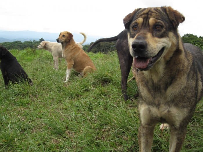 Happy dogs in Costa Rica