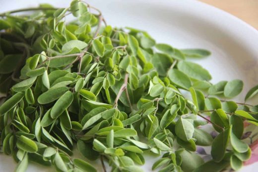 What is Moringa? A Tree with small leaves and big nutrition