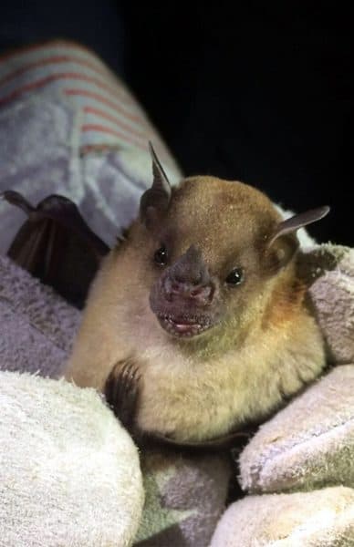 Bat found during taxathon at La Sabana Park.