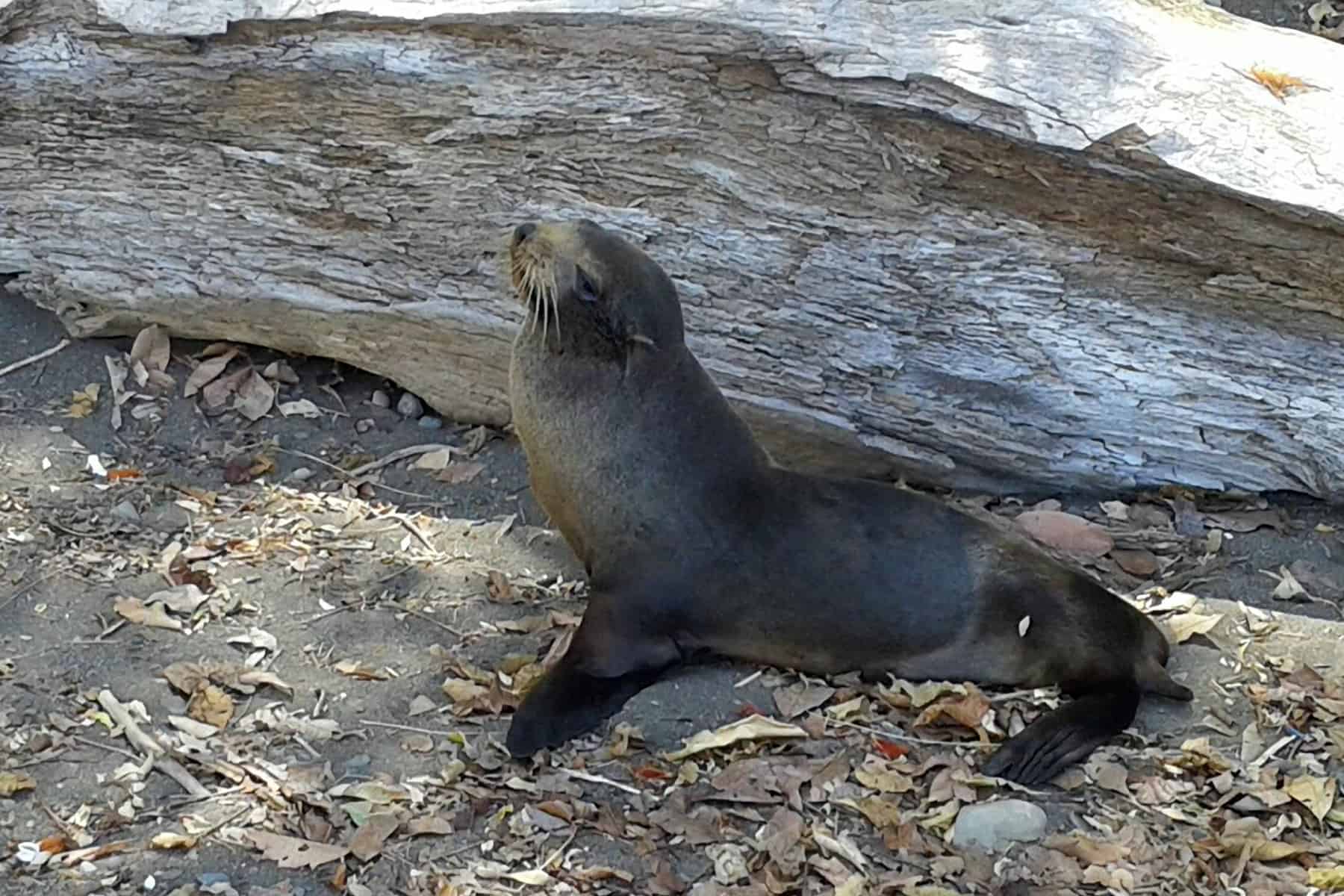 Sea lion at Agujas beach.