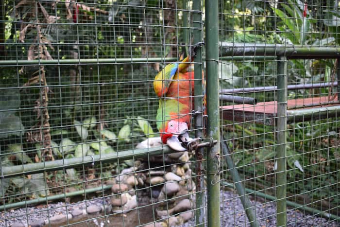 A hybrid macaw, bred from a scarlet and a green macaw, has learned to open a complicated latch on its cage.