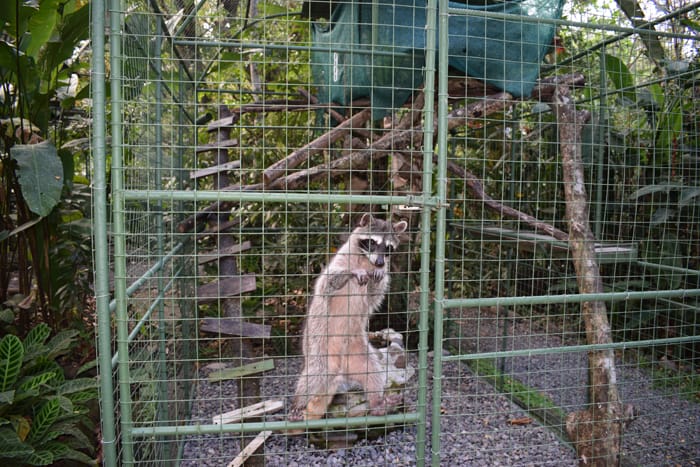 A brain-damaged raccoon at Proyecto Isis climbs the walls of its cage.