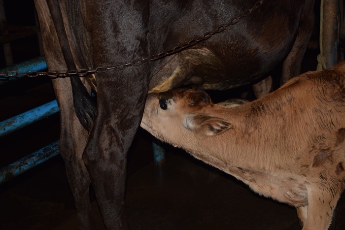 Enough to go around: A nursing calf on a dairy farm.