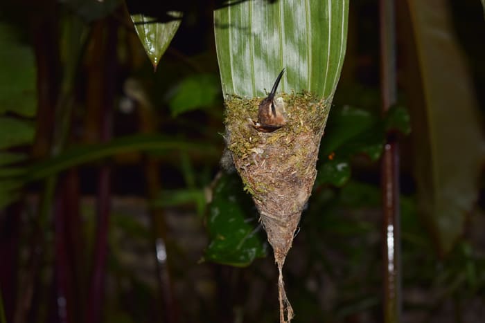 A hummingbird nests in a leaf hanging right on the edge of the bar at Rancho Margot.
