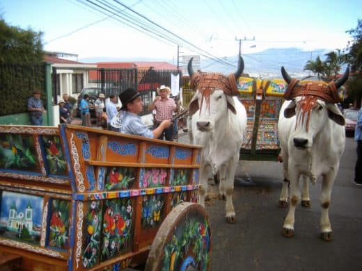 National Oxcart Parade will fill the streets of San José on Sunday