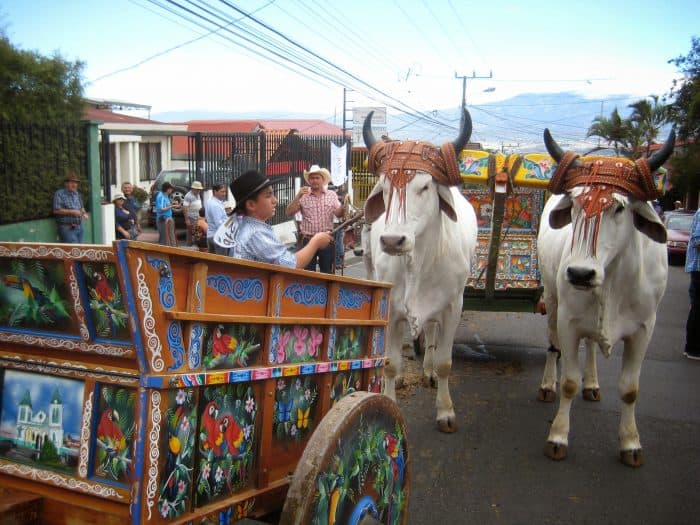 The vibrant oxcarts and stately oxen grace the streets on the second Sunday in March, on the annual Día del Boyero.