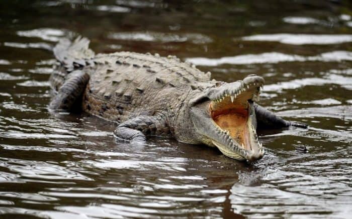 Death and a Crocodile by Lisa E. Betz