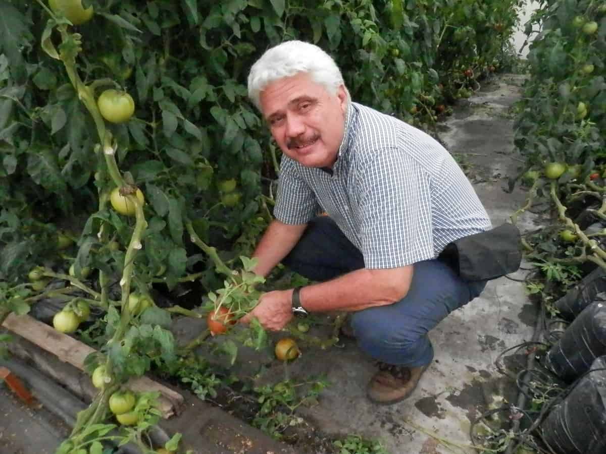 Growing Tomatoes in Costa Rica