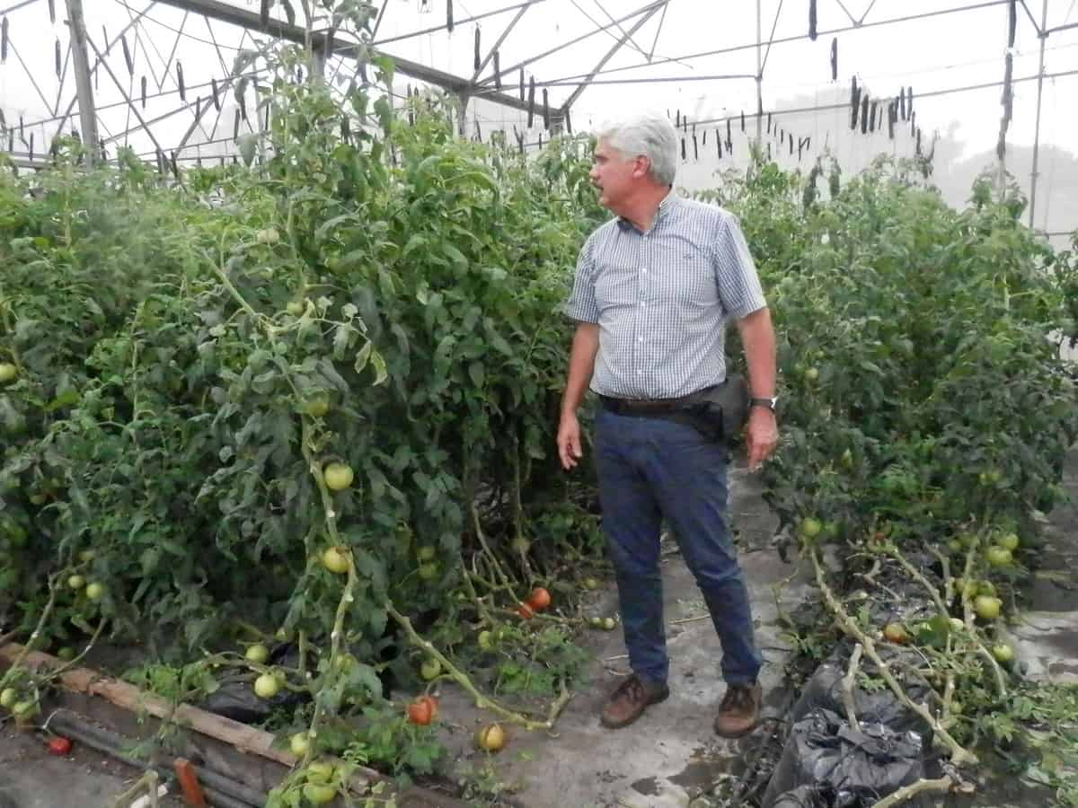 Growing Tomatoes in Costa Rica