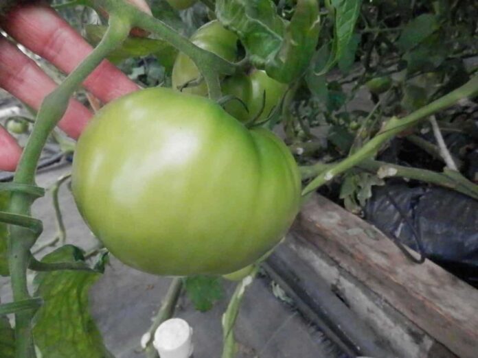 New Tomato Variety A Game Changer for Costa Rican Farmers