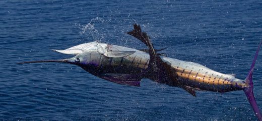 Costa Rica named one of world’s best billfish destinations