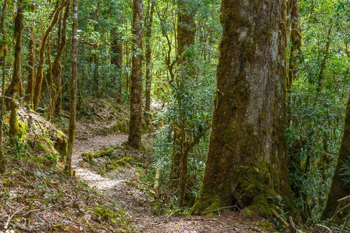 Costa Rica Cloud forest at San Gerardo de Dota