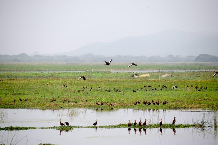 Cows and birds share the wetlands at Palo Verde National Park.