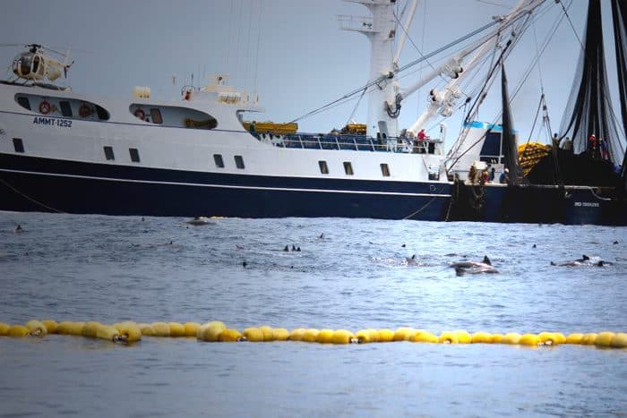 Dolphins in tuna net.