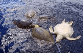 Turtles killed by longline.