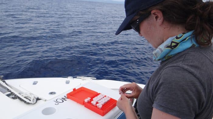 Beatriz logs a tissue sample taken from a sailfish.