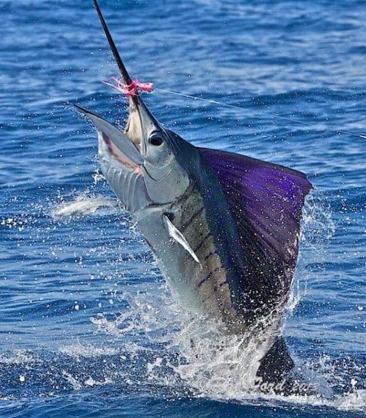 Sailfish in the air.