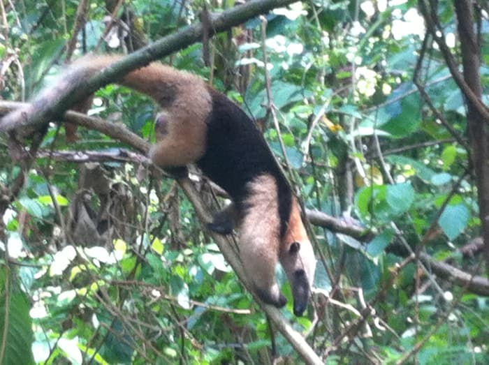 A collared anteater, also known as an oso hormiguero.