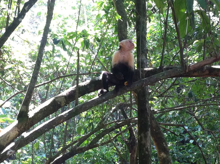 Corcovado: Change is coming to a timeless place