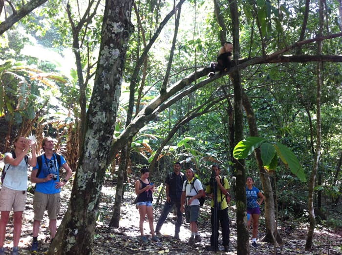 Corvovado hikers pause to commune with a white-faced monkey who is totally ignoring them.