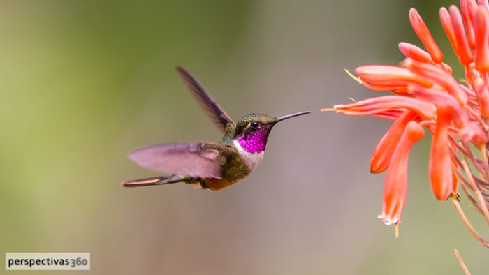 Photos: 10 amazing hummingbirds in Costa Rica