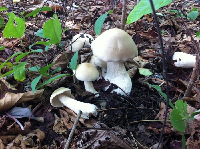 Big mushrooms — inedible, I was told.