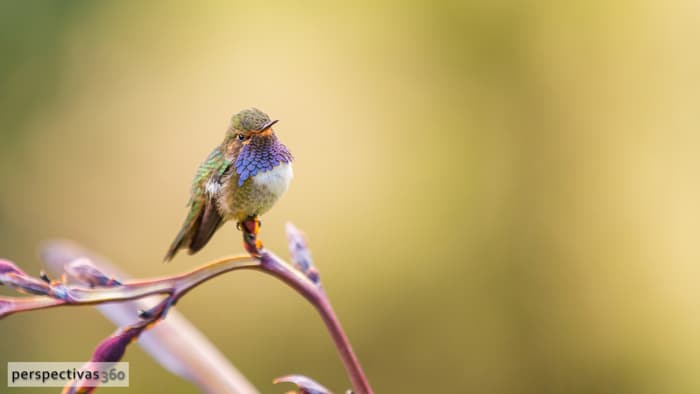 Costa Rica Volcano hummingbird, male.