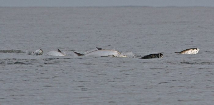 Tarpon schooling on Costa Rica's Caribbean.