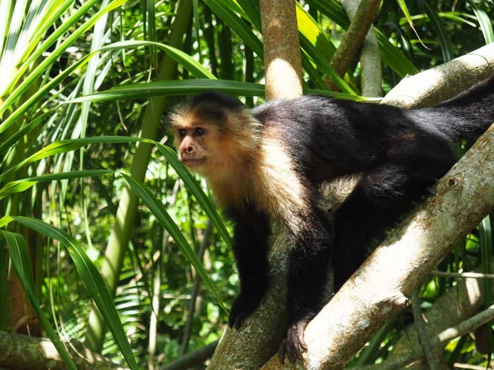 Costa Rica Monkeys