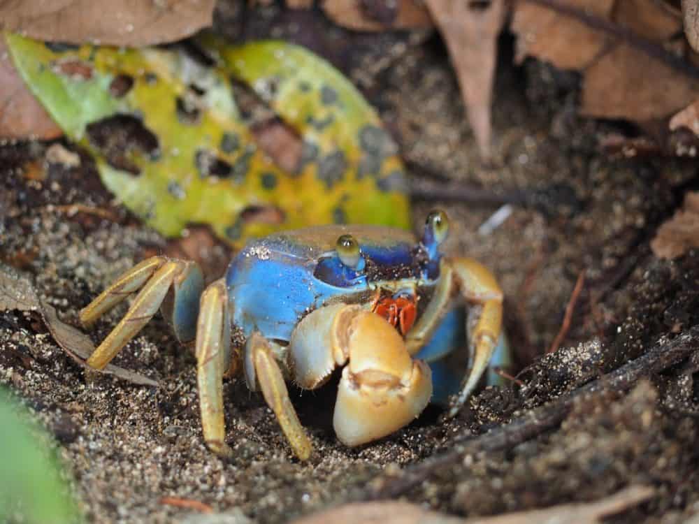 Costa Rica Blue Crab