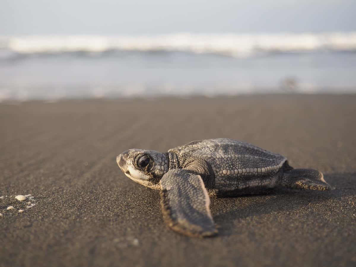 Baby Costa Rica Leatherback Turtle