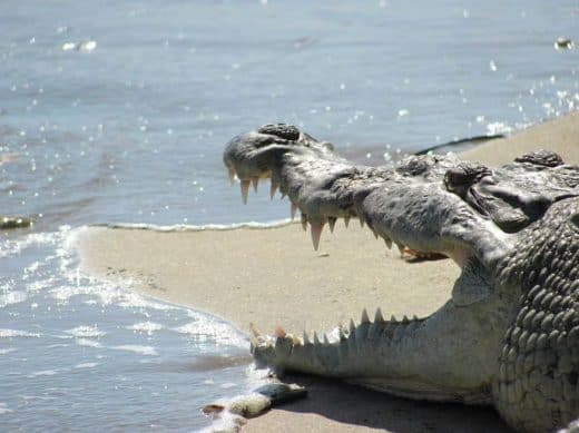 With crocodile concerns high, legal decision looms in population ...