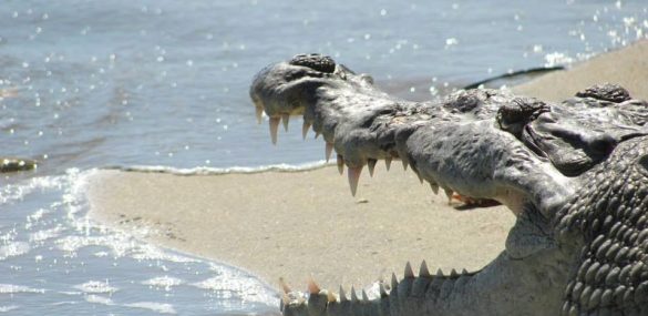 Crocodile on the beach in Costa Rica
